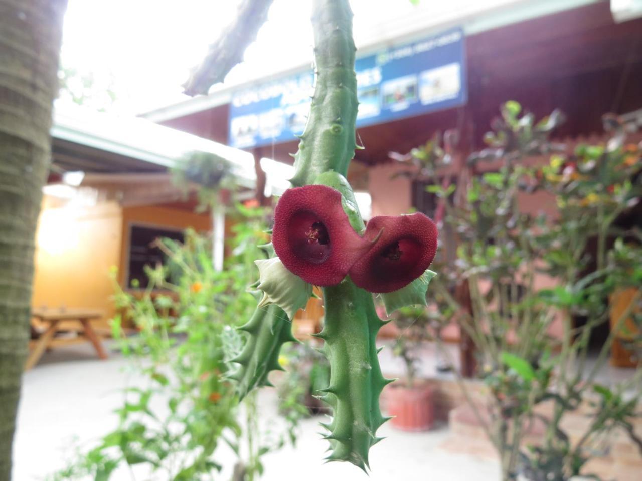 Cocobolo Surf Hotel & School Playa Santa Teresa  외부 사진